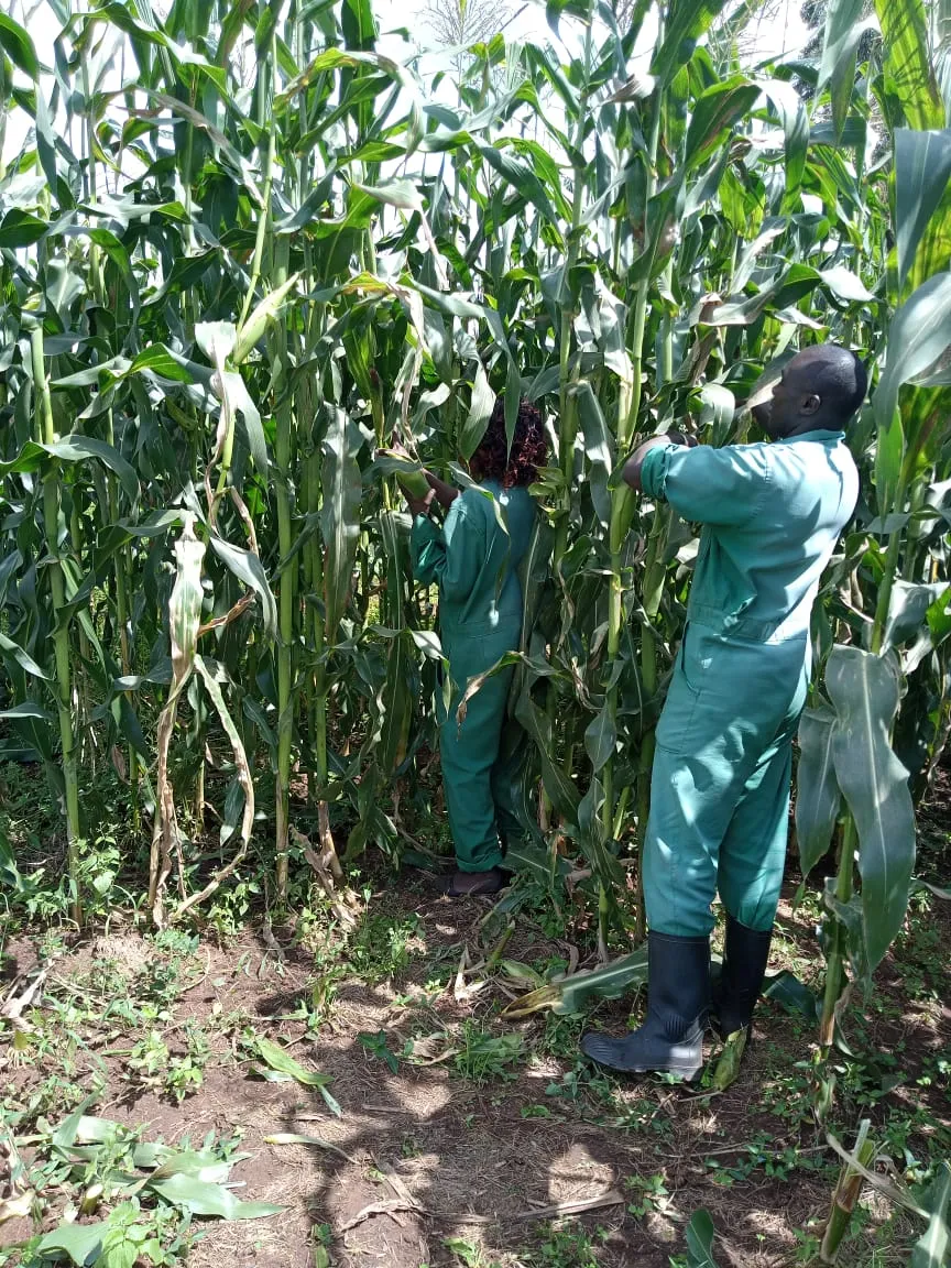 Challenge Farm maize field